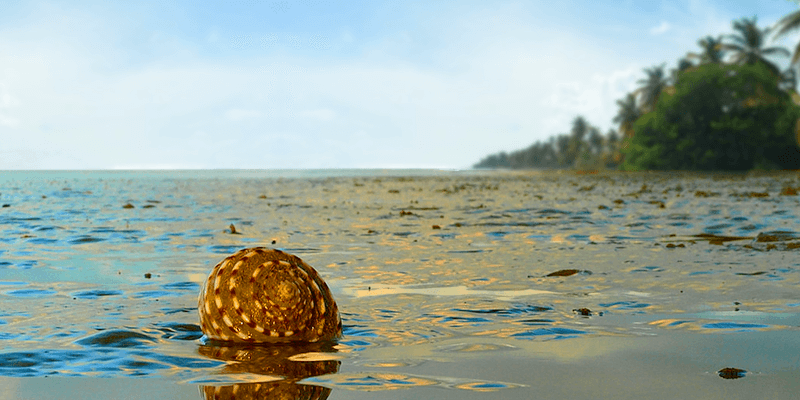 Beautiful shell at hide and seek beach